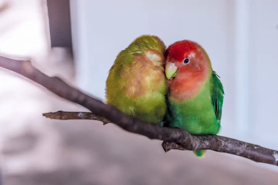 Couple Love Bird