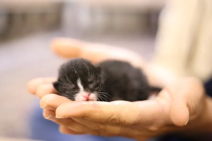 Cute Newborn Kitten Pictures
