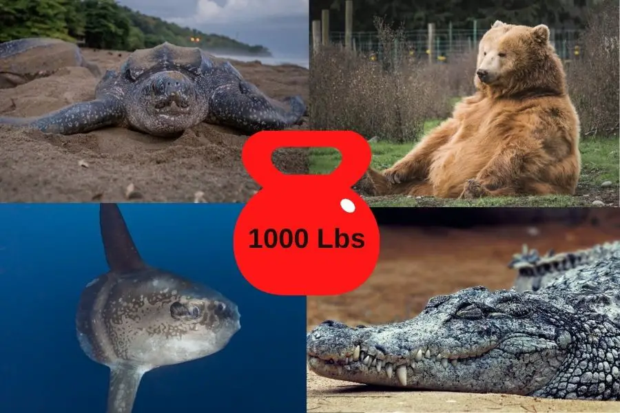 8-of-animals-that-weigh-around-1000-lbs