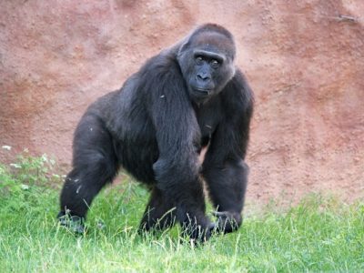 Gorilla weighing 300 lbs