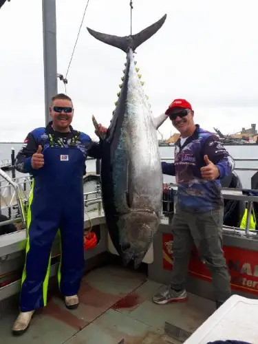 Photo of 300 lbs of tuna by redlandcitybulletin.com.au