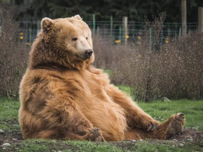 Picture of Brown Bear 1000 Lbs