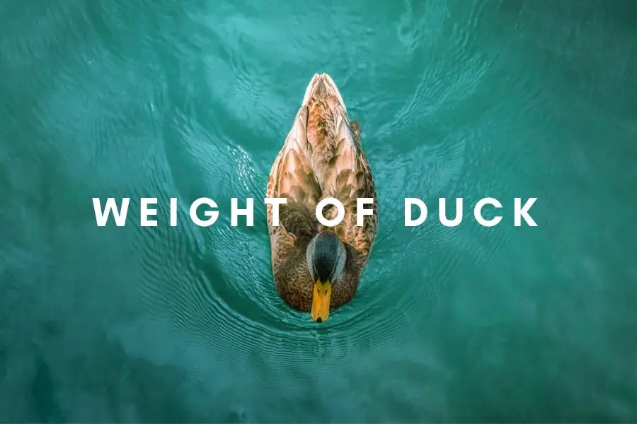 Average Weight Of Duck ( With Example )