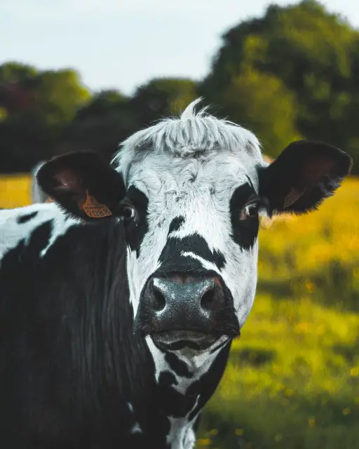 1 Ton Female Cow Photos