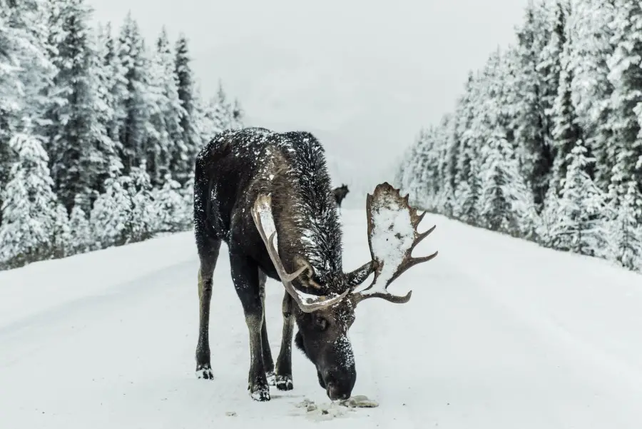 1 Ton Alascan Moose Photos