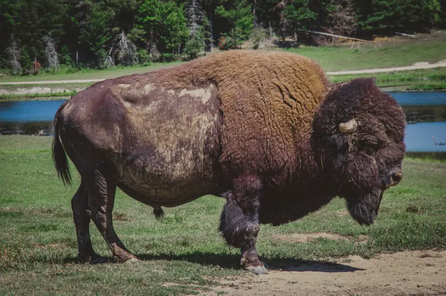 1 Ton American Bison Pictures