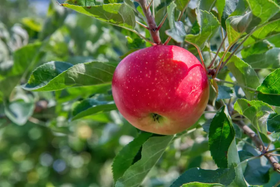 Apples Weighing 1 kg Pictures