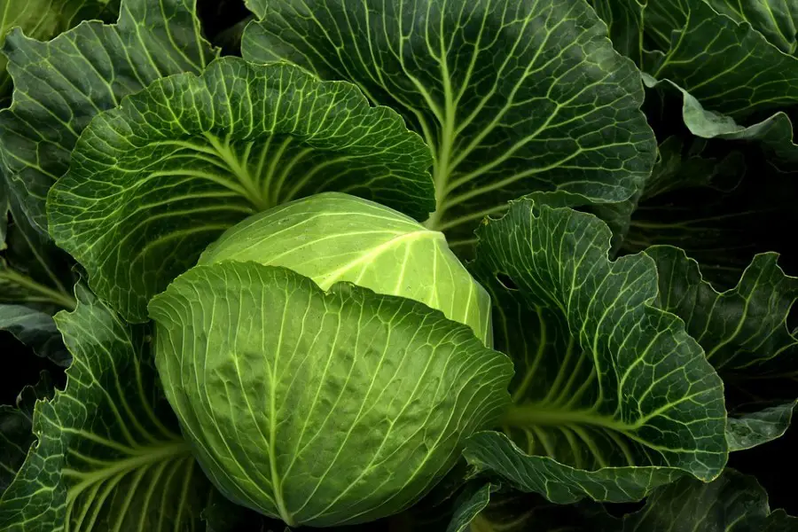 Large Cabbage Weight 1 kilogram