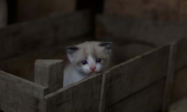 https://weightofthing.com/wp-content/uploads/2020/11/Weight-of-Two-Week-Old-Kitten-630x380.jpg