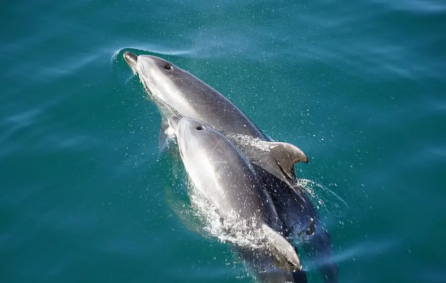 Baby Dolphin Weighs 25 Pounds