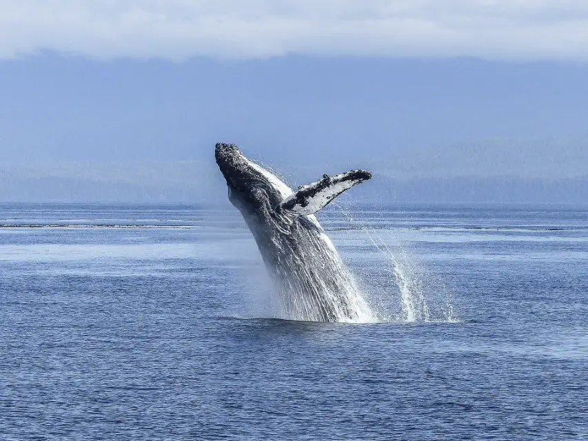 Blue Whale Weight 100 tons