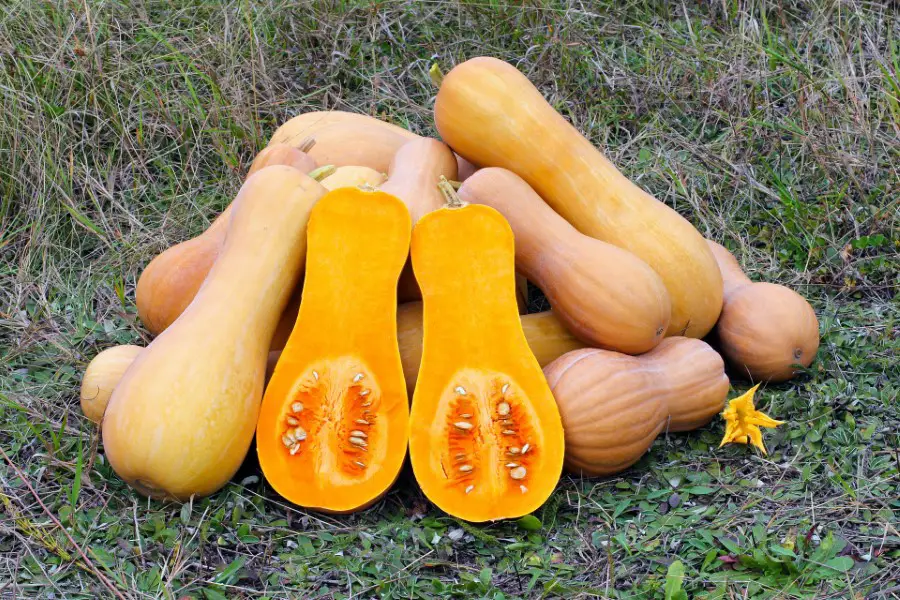 Butternut Squash Pictures
