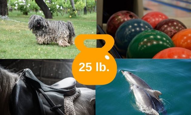Common Items That Weigh 25 Pounds
