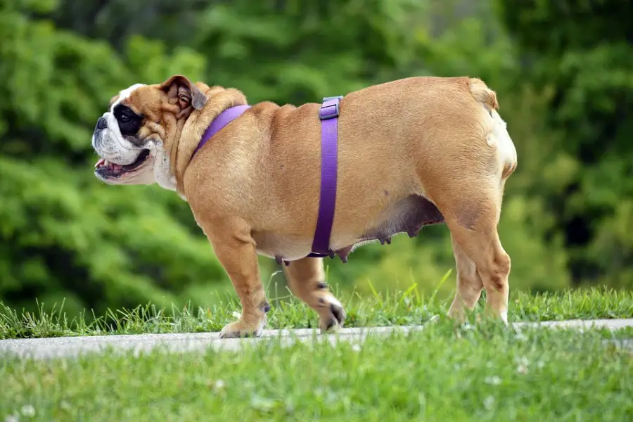 Female Dog Weigh 40 Pound