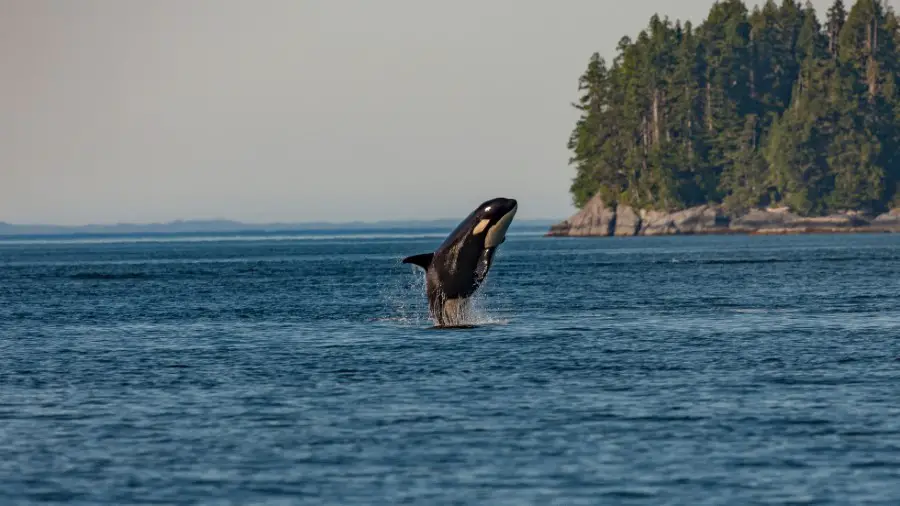 Orca Whale Weight 100 Tons