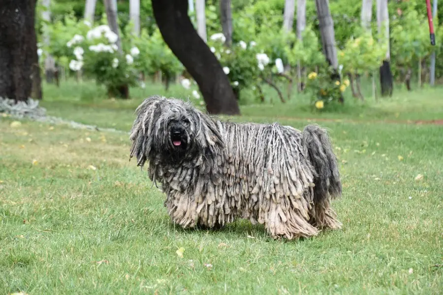 Puli Dog Images