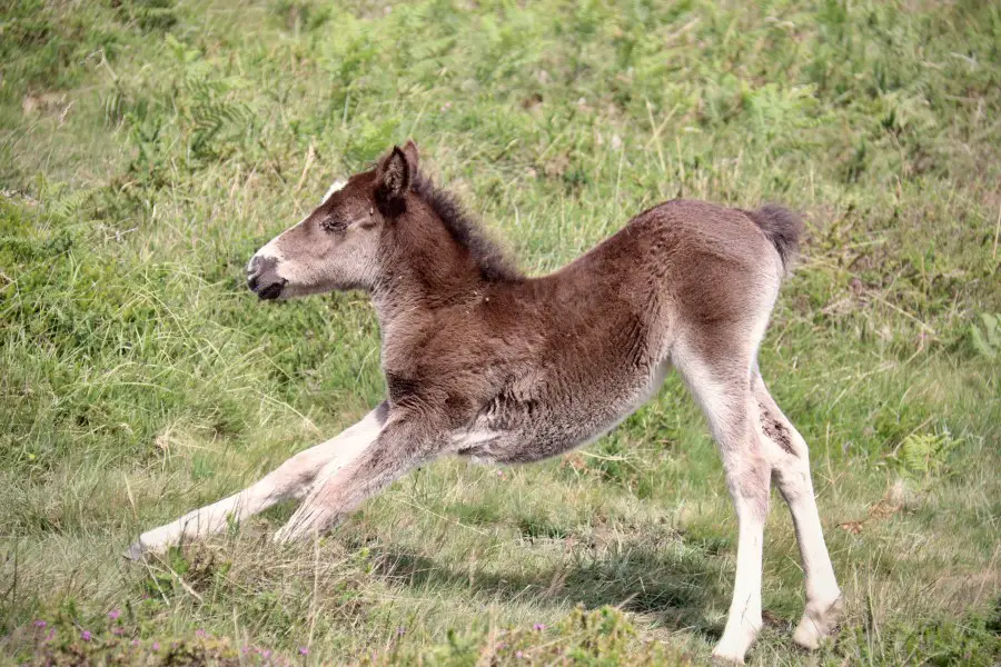 2 month old foal weigh about 100 lbs