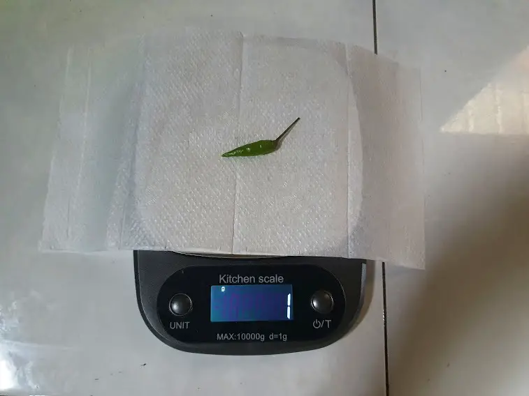 A Chili Pepper weigh 1 gram