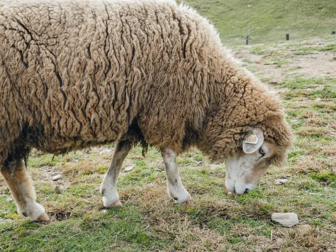 300 Lbs of Adult Sheep