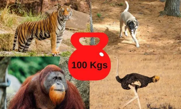 Animals That Weigh Around 100 Kilograms