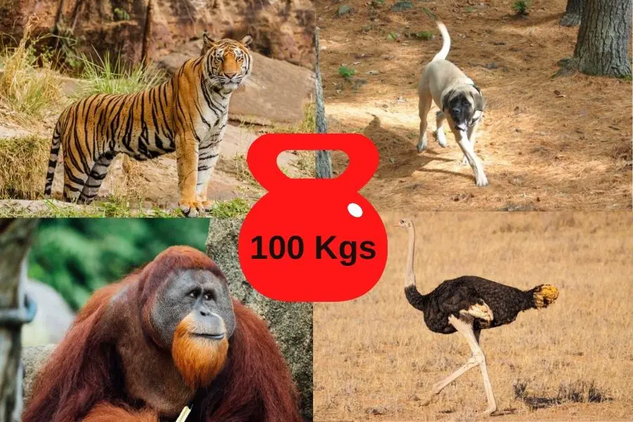 Animals That Weigh Around 100 Kilograms