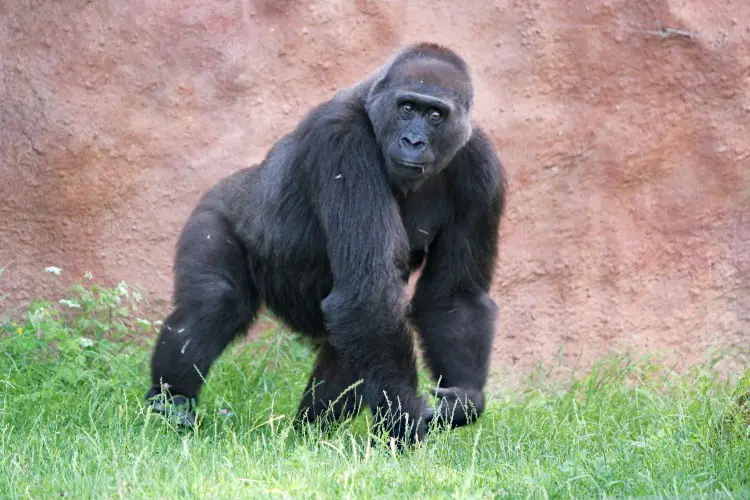 Gorilla weighing 300 lbs