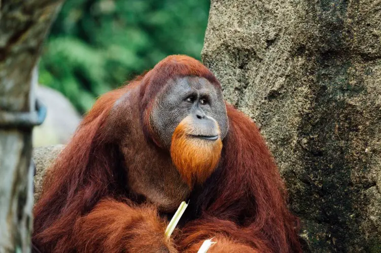 Orangutan Pictures