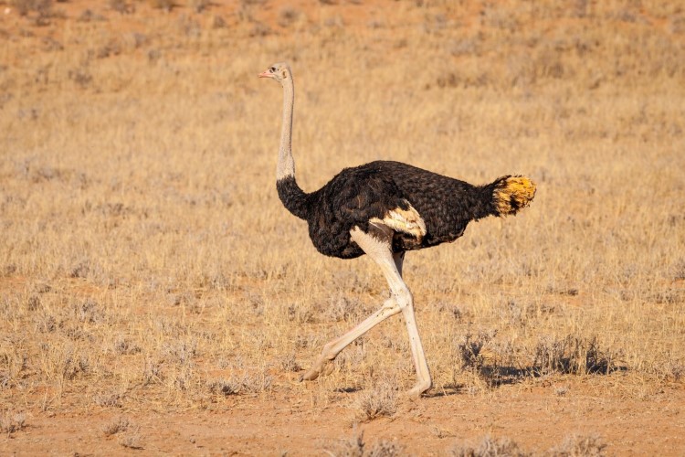 Ostrich weighing 100 kilograms