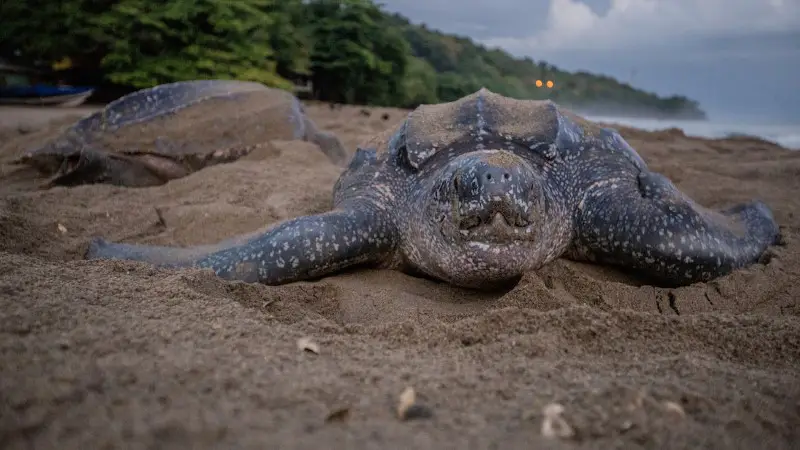 Picture of Leatherback Turtle Weighed 1000 Lbs