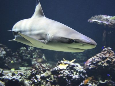 Picture of Shark Weighed 1000 Lbs