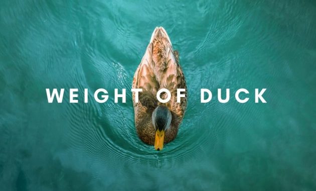 Weight of Duck