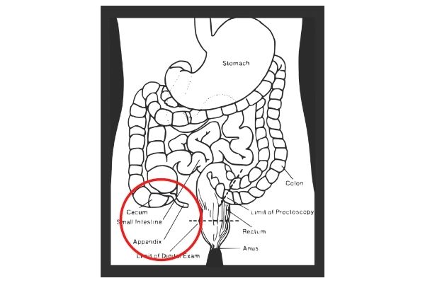 Appendix Pictures