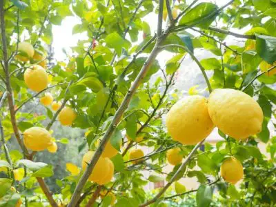 Lemon Tree Pictures