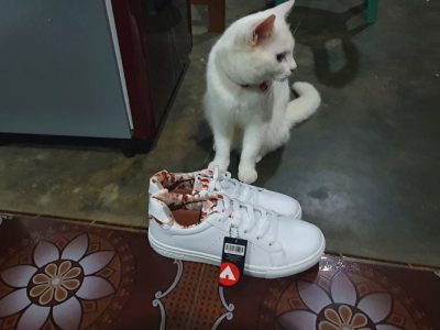 Pictures of My Shoes and My Cat