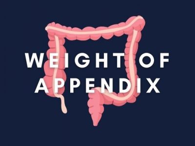 Weight of Appendix