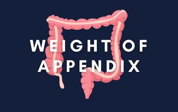 Weight of Appendix