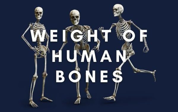 Weight of Human Skeleton