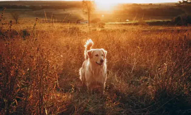 Golden Retriever Play in The Sunset