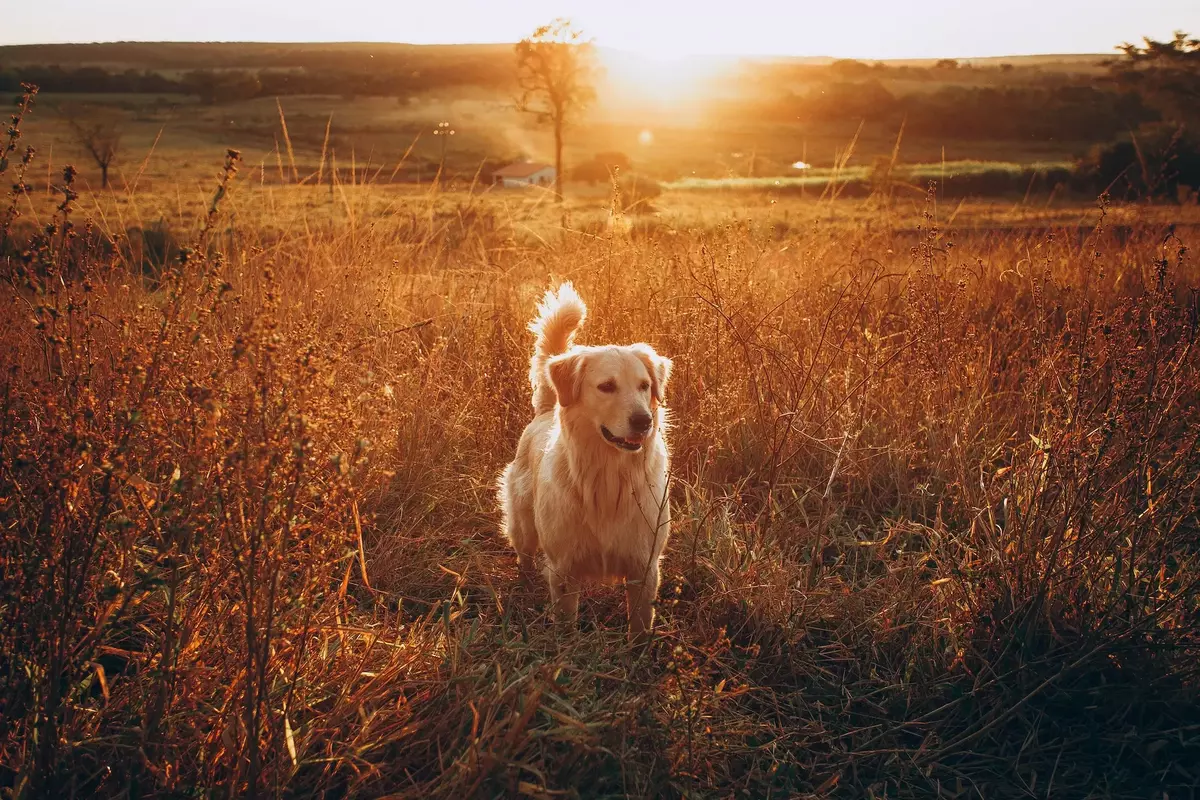 Golden Retriever Play in The Sunset