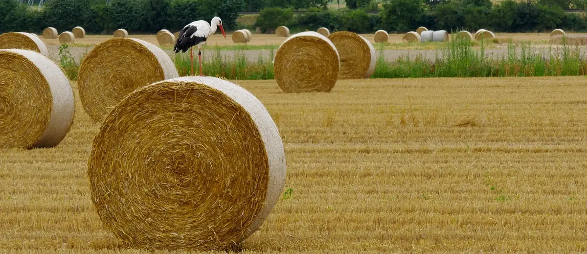 Round Bale of Hay