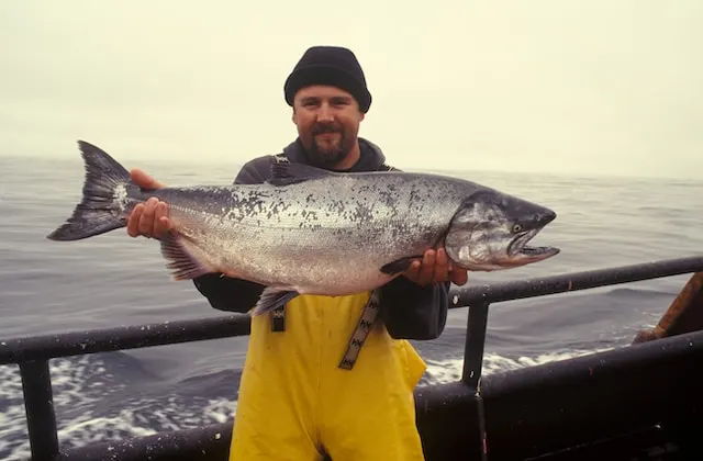 Salmon Catch By Fisherman